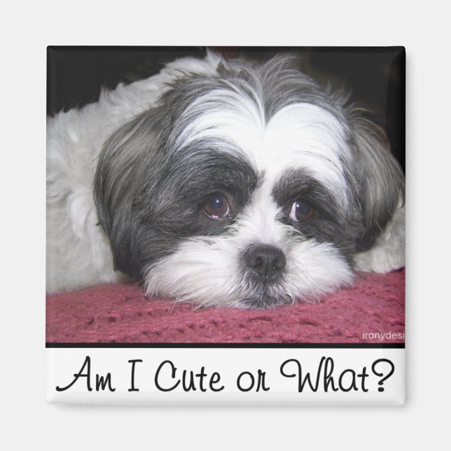 Belle The Shih Tzu Hund Magnet (Framsidan)
