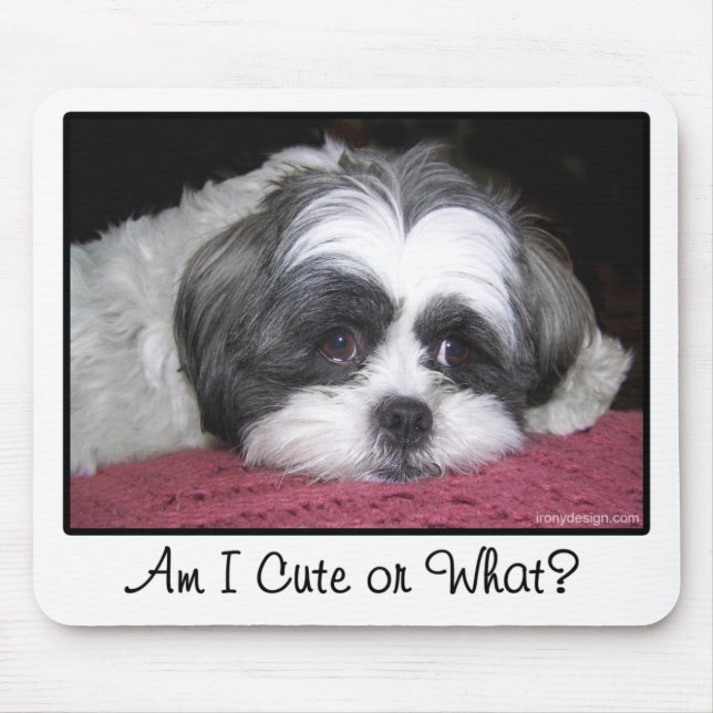 Belle The Shih Tzu Hund Musmatta (Framsidan)