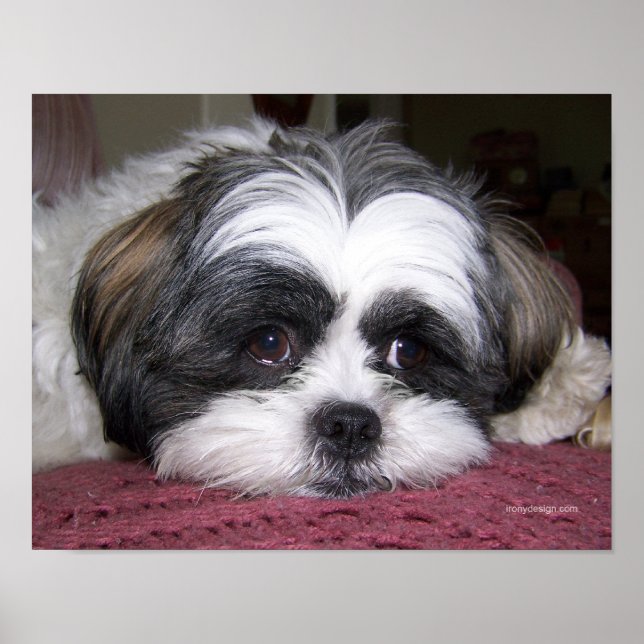 Belle The Shih Tzu-hunden Poster (Framsidan)