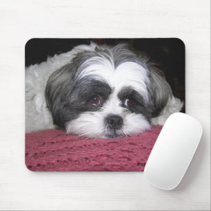 Belle The Shih Tzu Musmatta