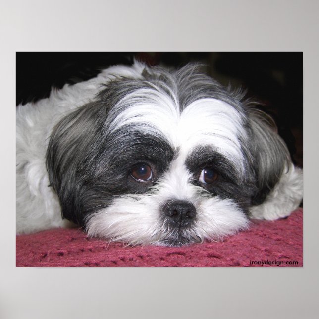 Belle The Shih Tzu Poster (Framsidan)