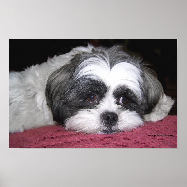 Belle The Shih Tzu Poster (Framsidan)
