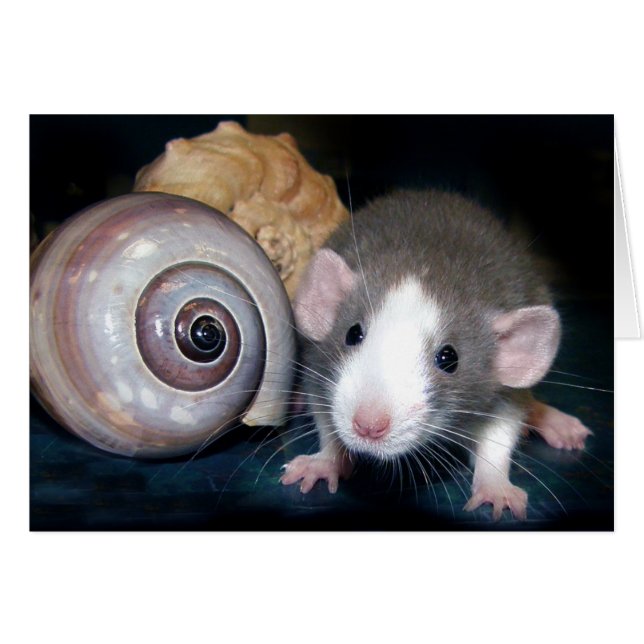 "Belle's" Spell! Hälsningskort (Framsidan Horizontal)