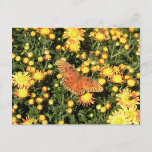 Bellingrath Butterfly Vykort