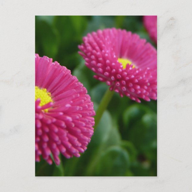 Bellis perennis Pomponette English Daisys Vykort (Framsida)