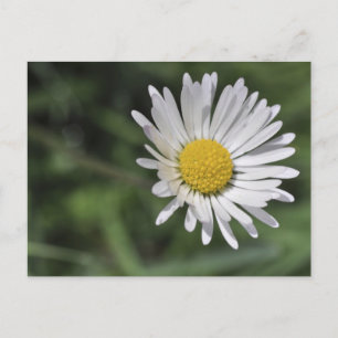 Bellis perennis vykort