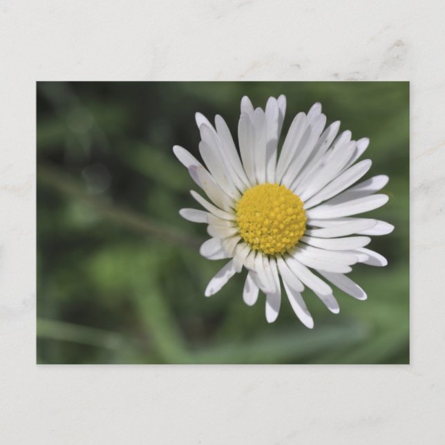 Bellis perennis vykort (Framsida)