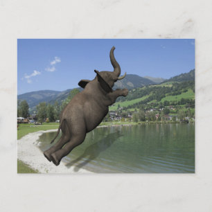 Belly Flop Elephant Vykort