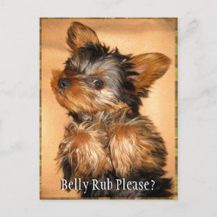 Belly Rub för en Yorkie? Vykort