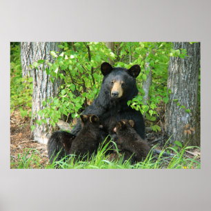 Belly Up Momma Bear och Twin Unge Poster