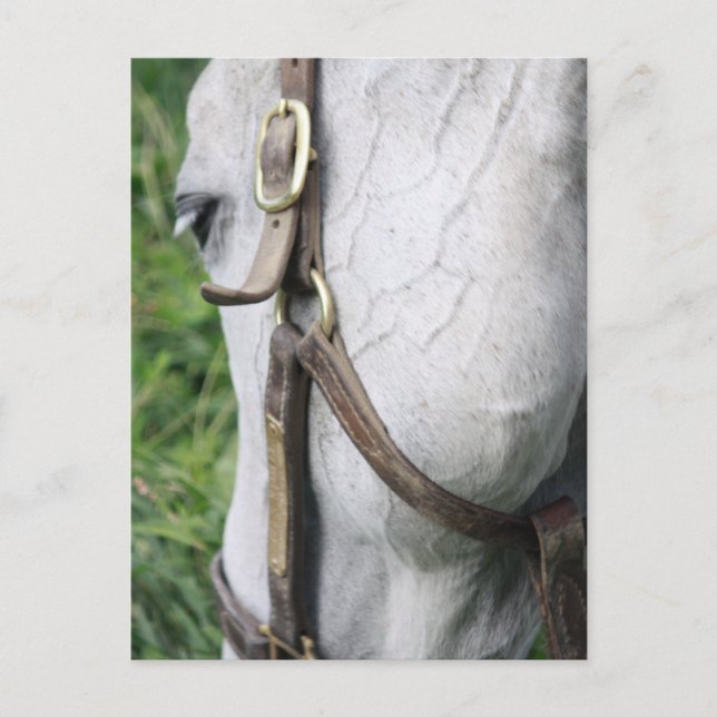 Bel's Starlet Post Card Vykort (Framsida)