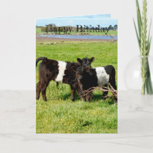 Belted Galloway Baby Calves, födelsedag Kort