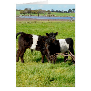 Belted Galloway Baby Calves Hälsningskort