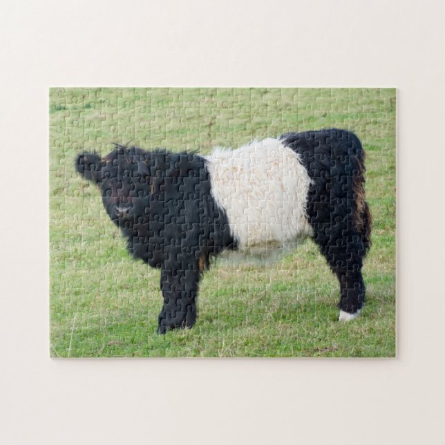 Belted Galloway Calf Jigszle puzzle Pussel (Horisontell)