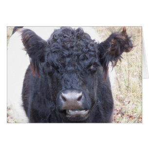 Belted Galloway Cow - Emma Hälsningskort