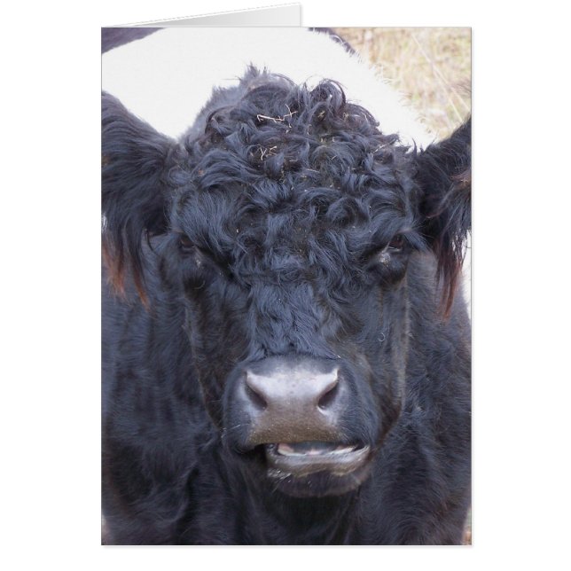 Belted Galloway Cow - Emma Hälsningskort (Framsidan)