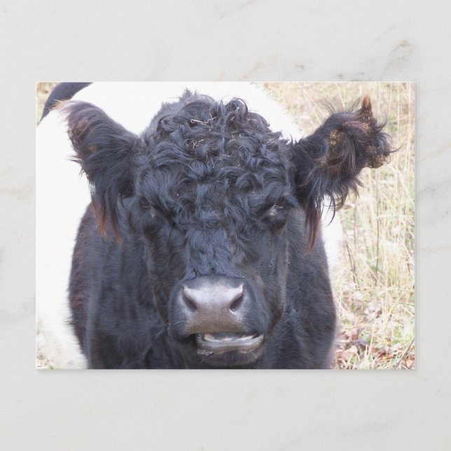 Belted Galloway Cow - Emma Vykort (Framsida)