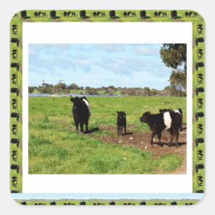 Belted Galloway Cow Generation. Fyrkantigt Klistermärke