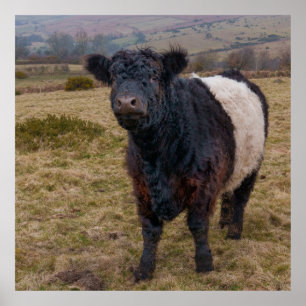 Belted Galloway Ställande stolt över Dartmoor Farm Poster