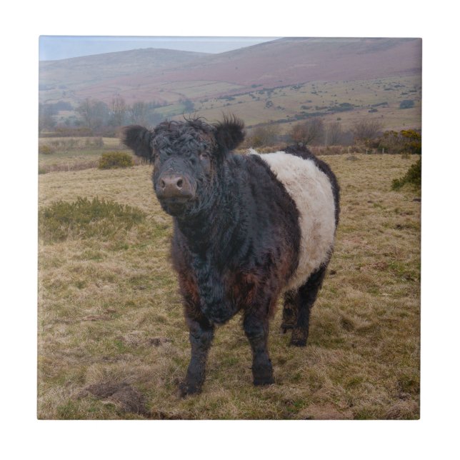 Belted Galloway Stänger Proud on Dartmoor Kakelplatta (Framsidan)