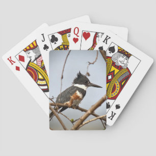 Belted Kingfisher Casinokort