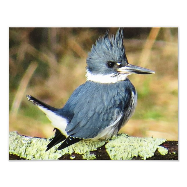 Belted Kingfisher Fototryck (Framsidan)