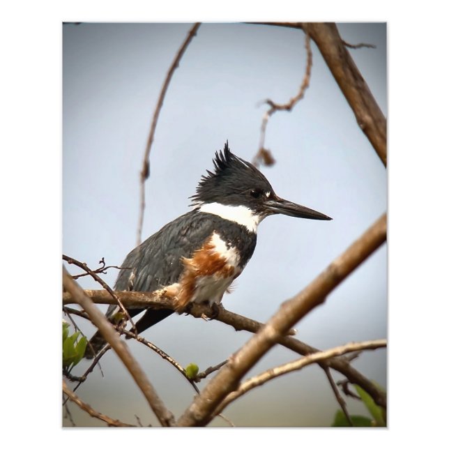 Belted Kingfisher Fototryck (Framsidan)