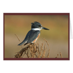 Belted Kingfisher Hälsningskort