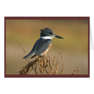 Belted Kingfisher Hälsningskort
