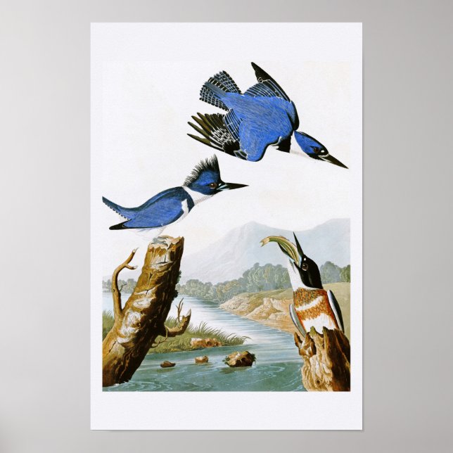 Belted Kingfisher John Audubon Birds of America Poster (Framsidan)