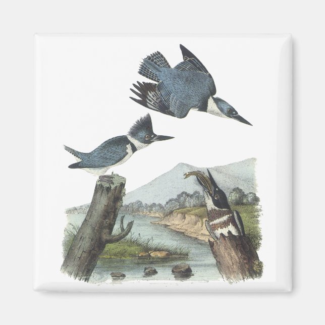 Belted Kingfisher, John Audubon Magnet (Framsidan)