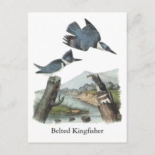 Belted Kingfisher, John Audubon Vykort