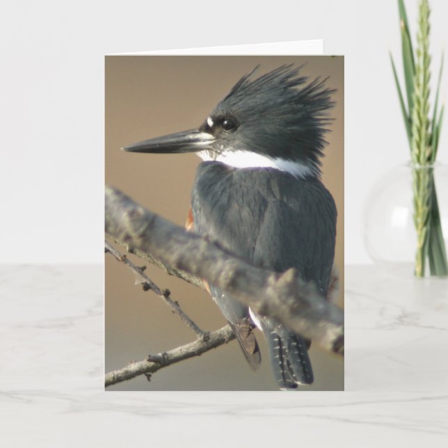 Belted Kingfisher Kort (Framsida)