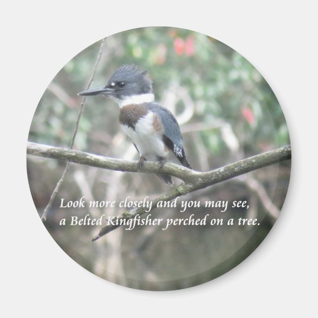 Belted Kingfisher magnet (Framsidan)