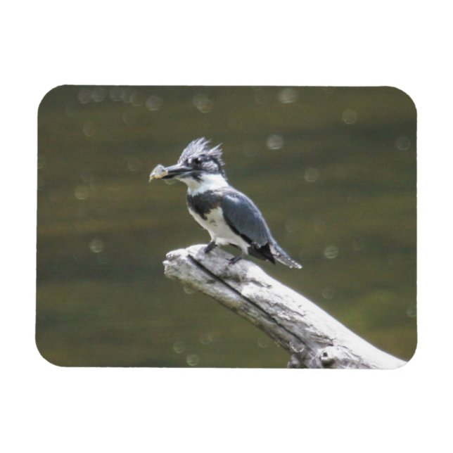 Belted Kingfisher Magnet (Horisontell)
