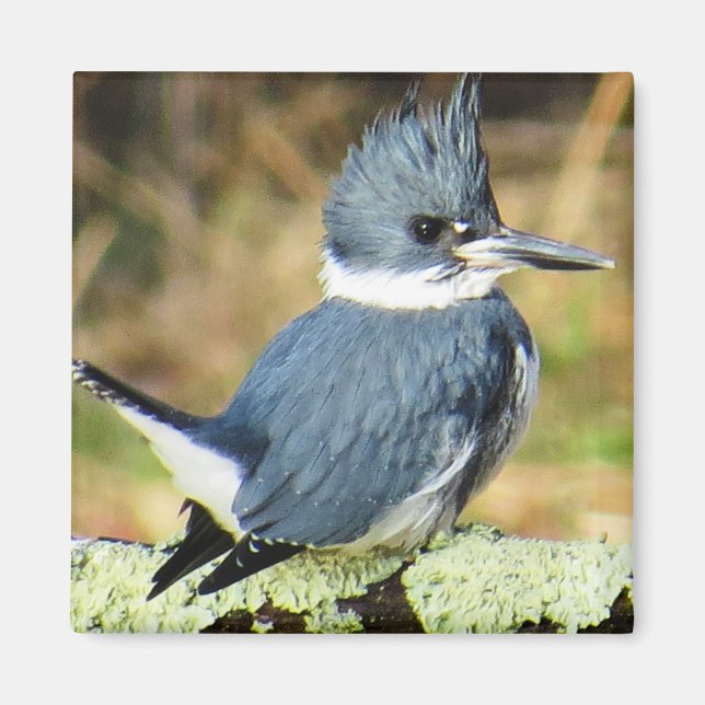 Belted Kingfisher Magnet (Framsidan)