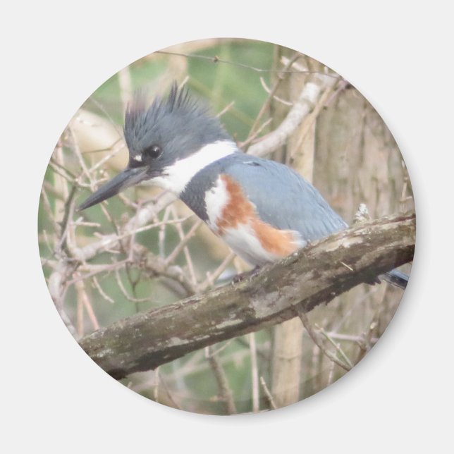 Belted Kingfisher magnet (Framsidan)