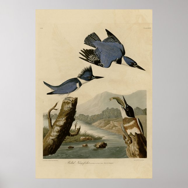 Belted Kingfisher Poster (Framsidan)