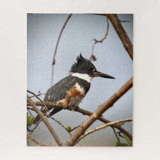 Belted Kingfisher Pussel