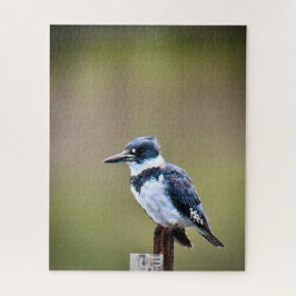 Belted Kingfisher Pussel