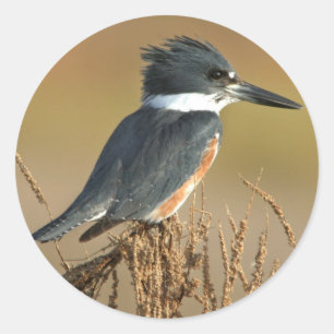 Belted Kingfisher Runt Klistermärke