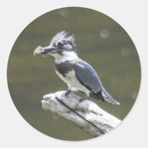 Belted Kingfisher Runt Klistermärke