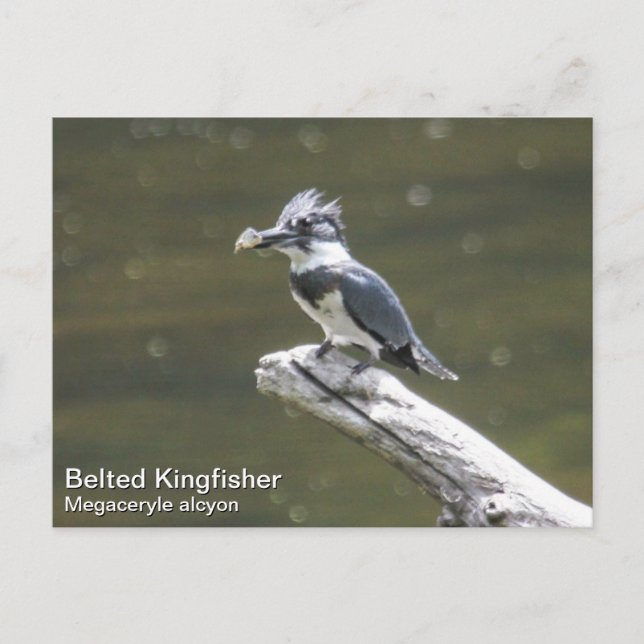 Belted Kingfisher Vykort (Framsida)