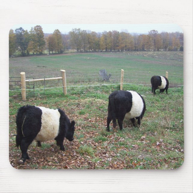 Beltie Cow Herd Along a Trail Musmatta (Framsidan)