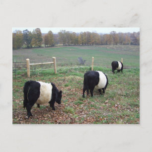 Beltie Cow Herd Along a Trail Vykort