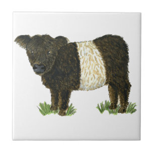 "Beltie" köt Galloway Kakelplatta