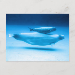 Beluga Mor och Baby Vykort