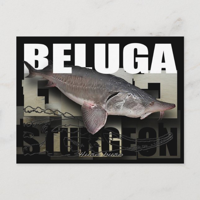 Beluga Sturgeon-vykort Vykort (Framsida)