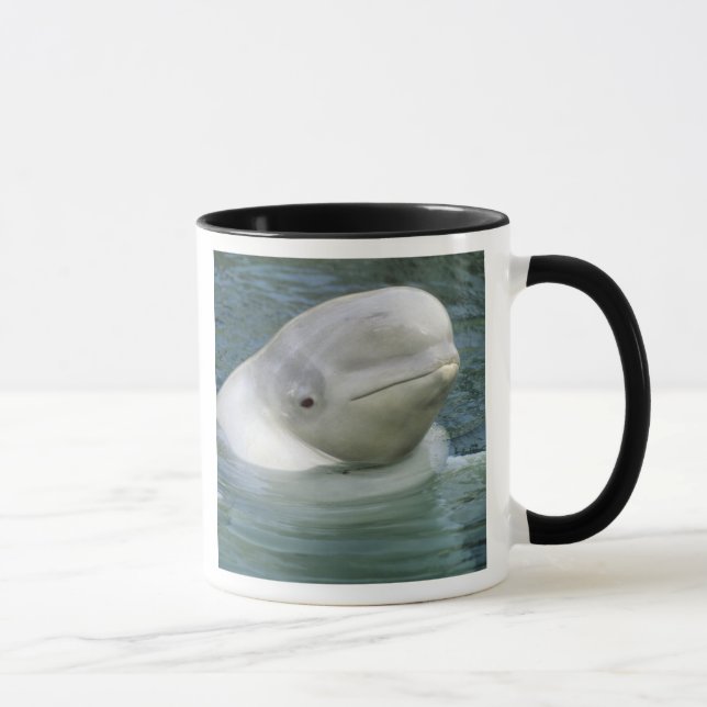 Beluga Whale, Delphinapterus leucas) Mugg (Höger)