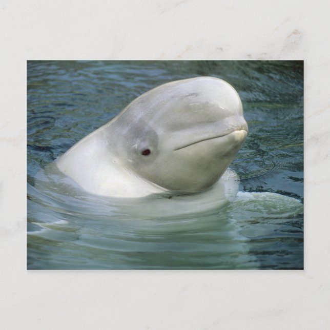 Beluga Whale, Delphinapterus leucas) Vykort (Framsida)